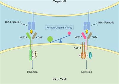 Implications of NKG2A in immunity and immune-mediated diseases